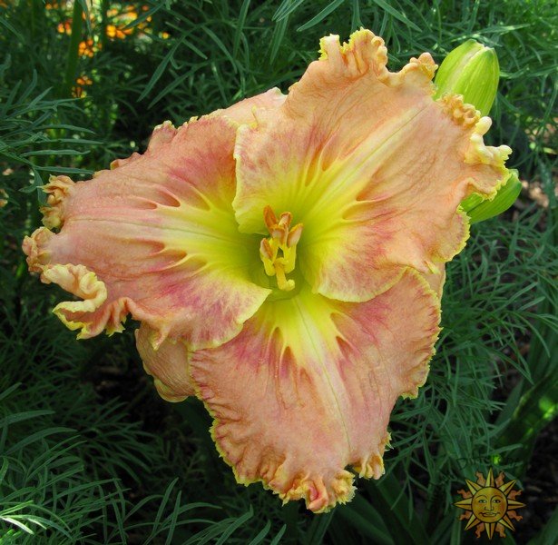 Lightnin' in my Bloomers - Click Image to Close
