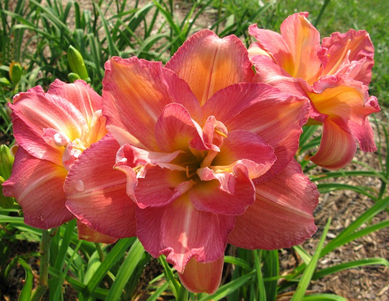 PEGGY JEFFCOAT Daylily DF Beautiful Cream Double Blooms Perennial 2 fans